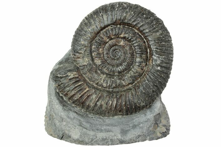 Ammonite (Dactylioceras) Fossil - England #223850